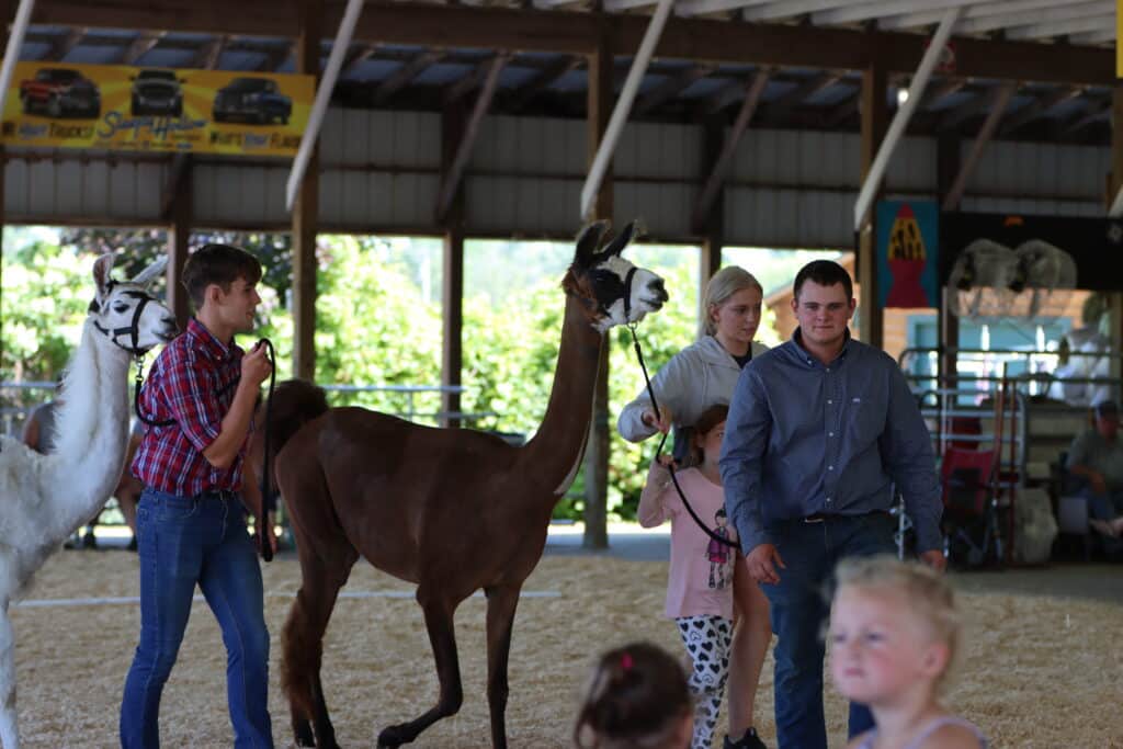 Llama Show