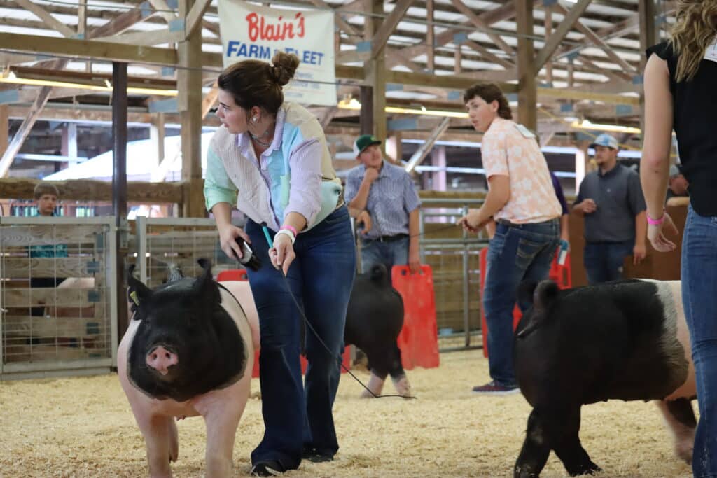 Swine Show