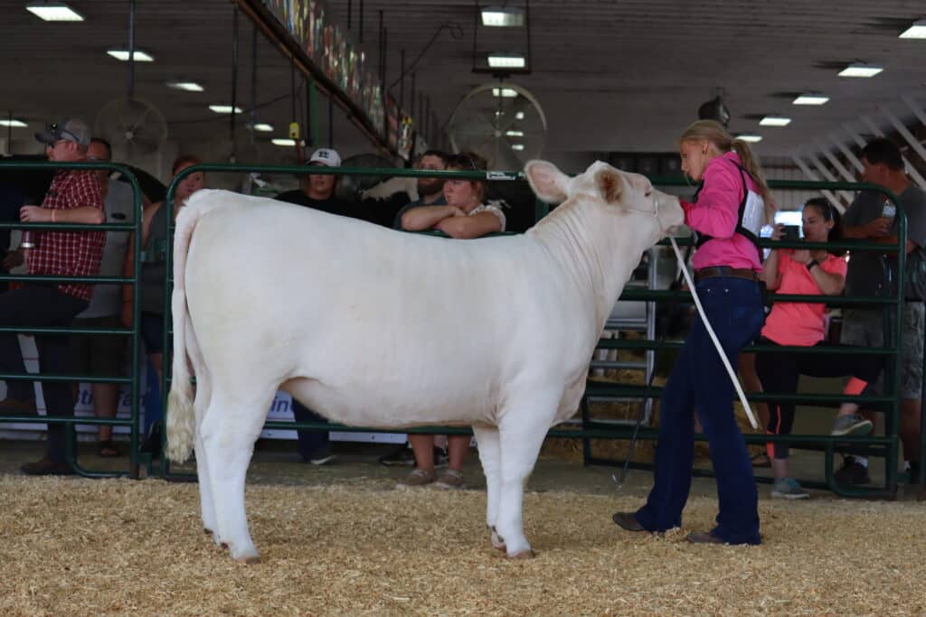 Beef Show