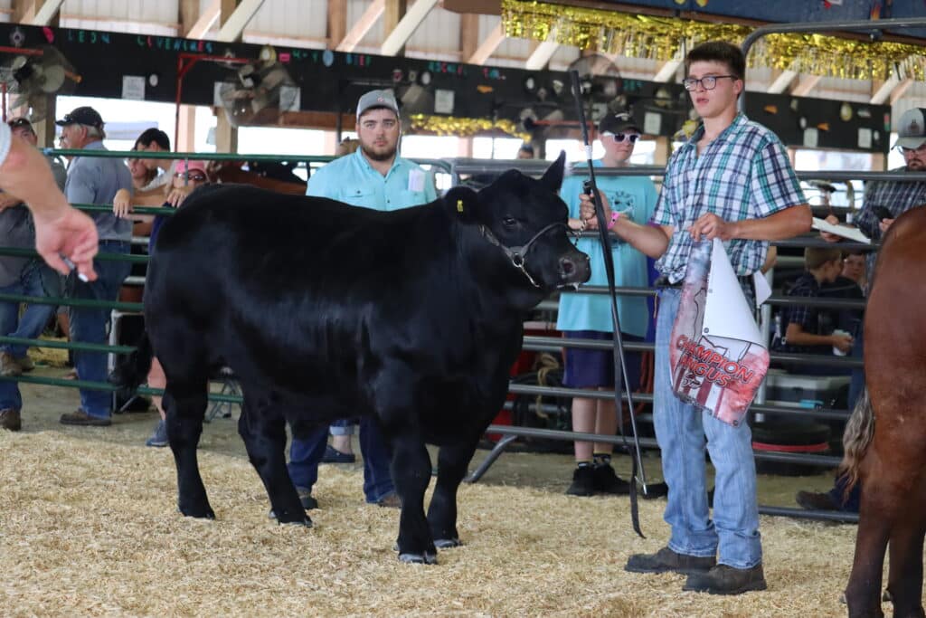 Beef Show 2