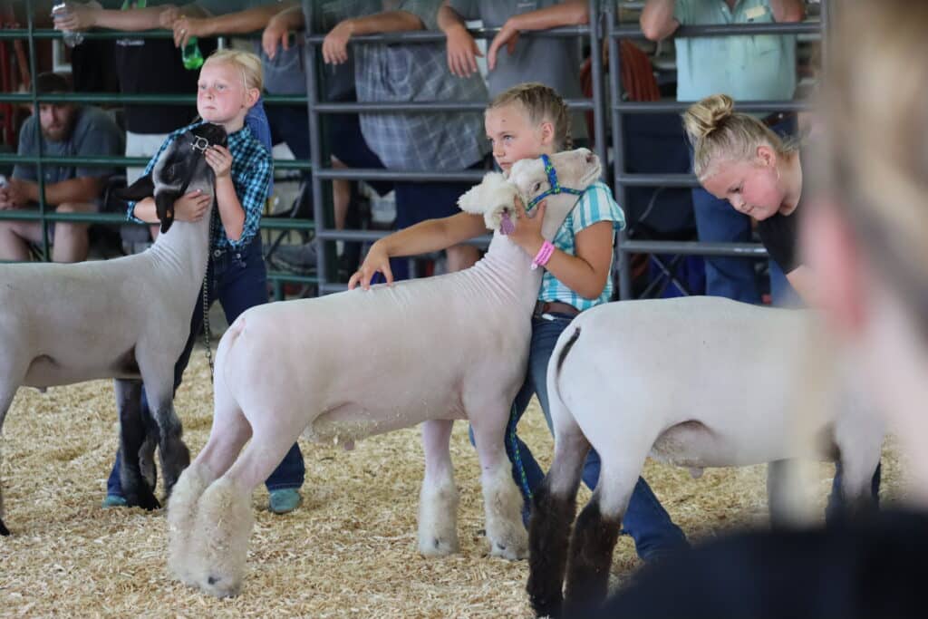 Sheep Show