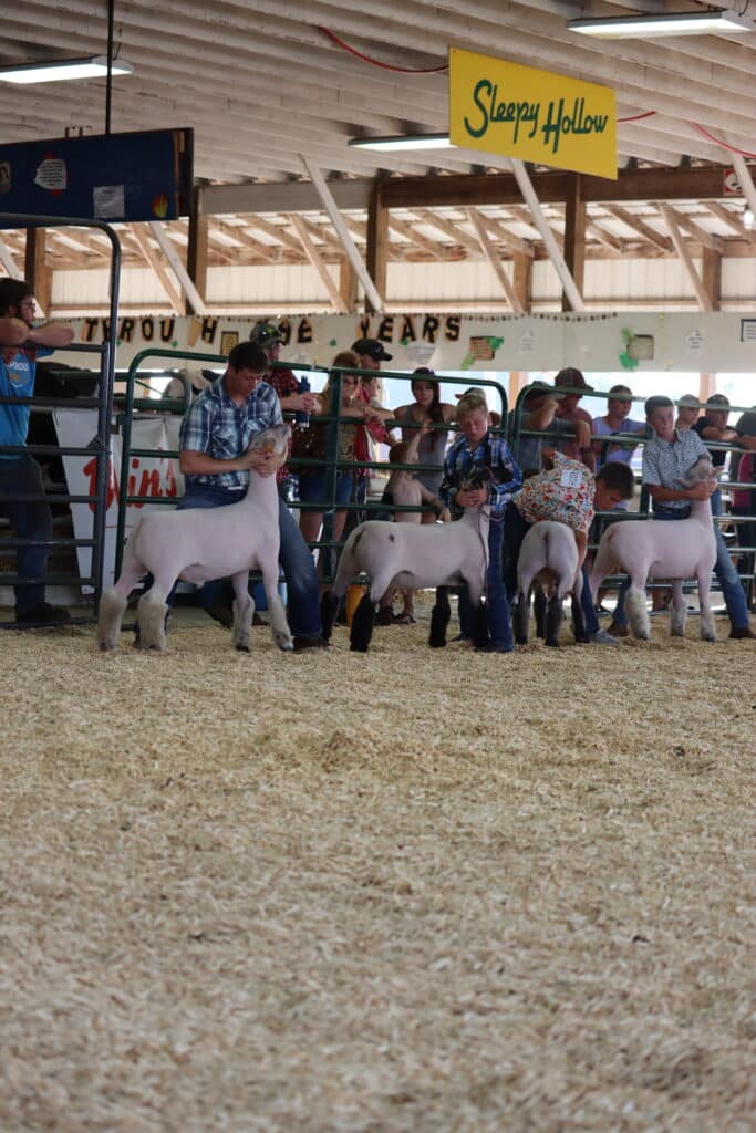 Sheep Show 2