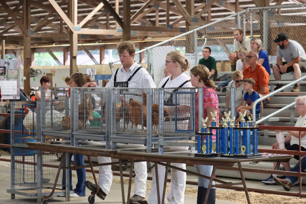 Poultry