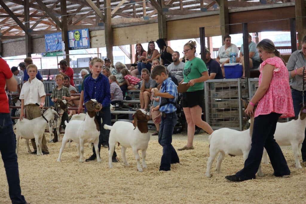 Goat Show