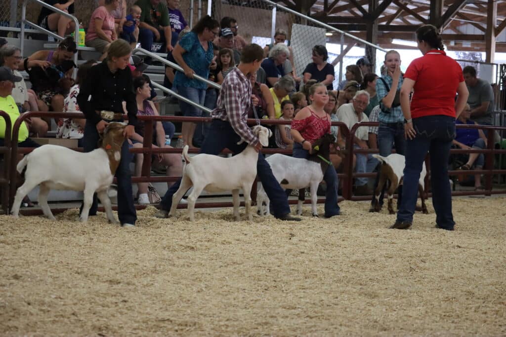 Goat Show 2