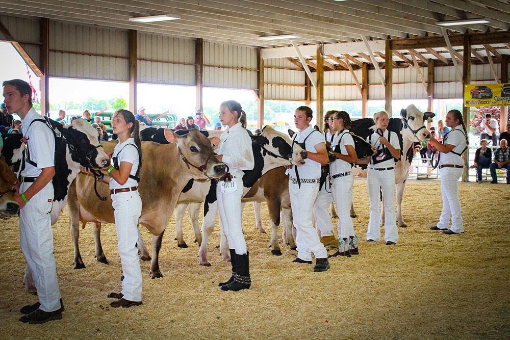 dairy-show Monroe County Fair Dairy Show